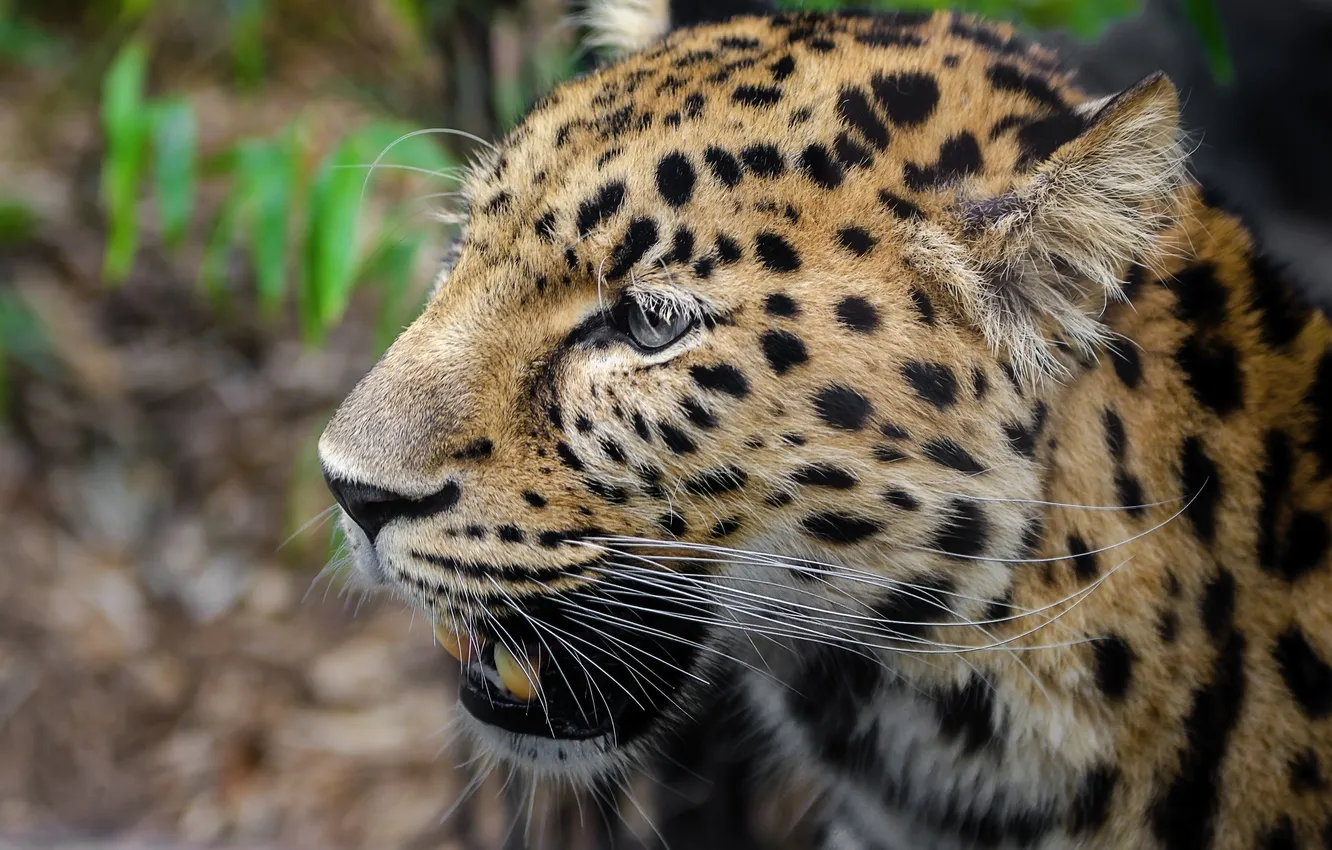 Photo wallpaper face, predator, leopard, wild cat