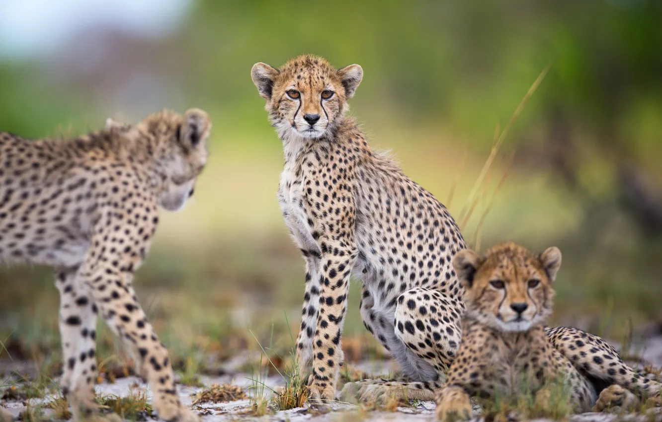 Photo wallpaper background, Cheetah, wild cats, bokeh