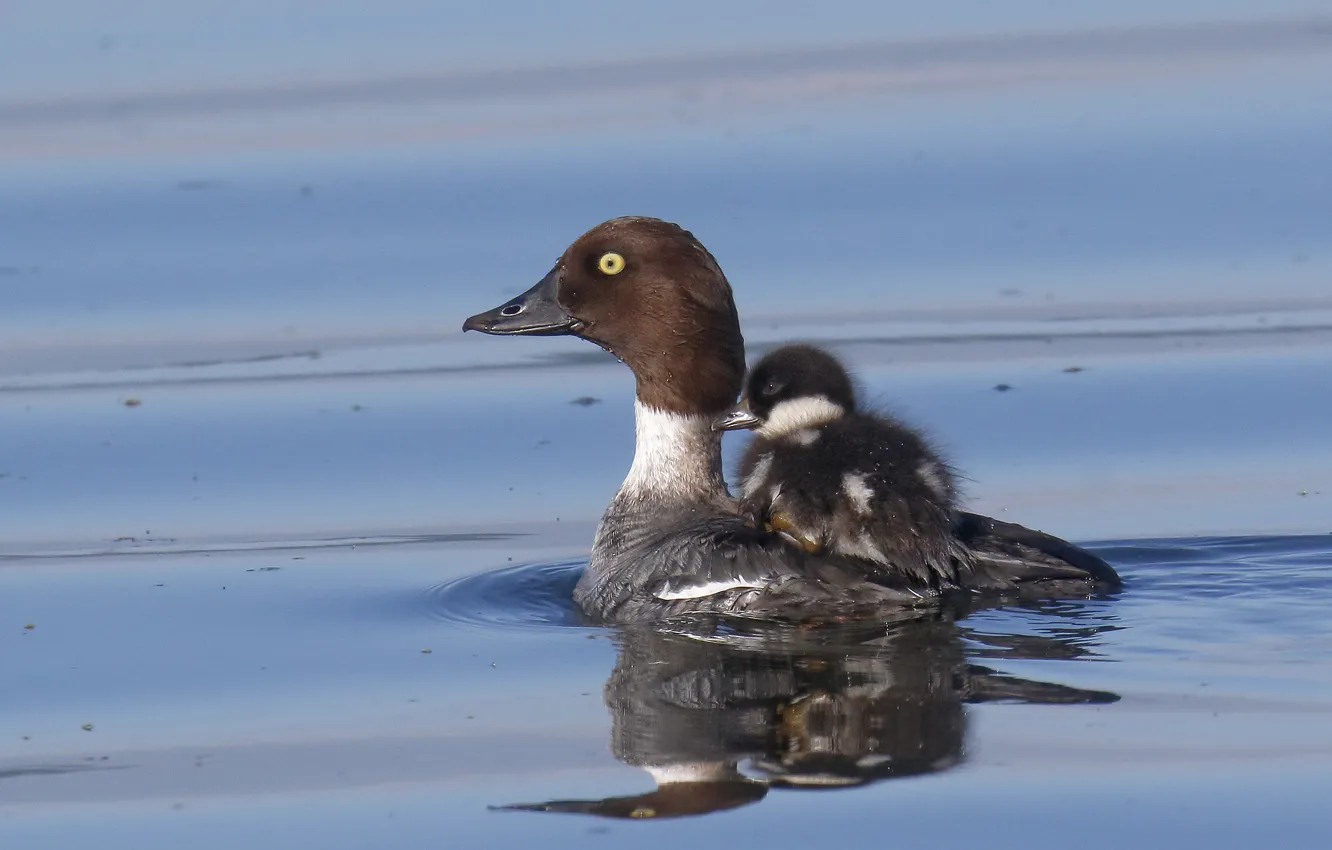 Photo wallpaper water, bird, duck, crossing, Chicks, Gogol