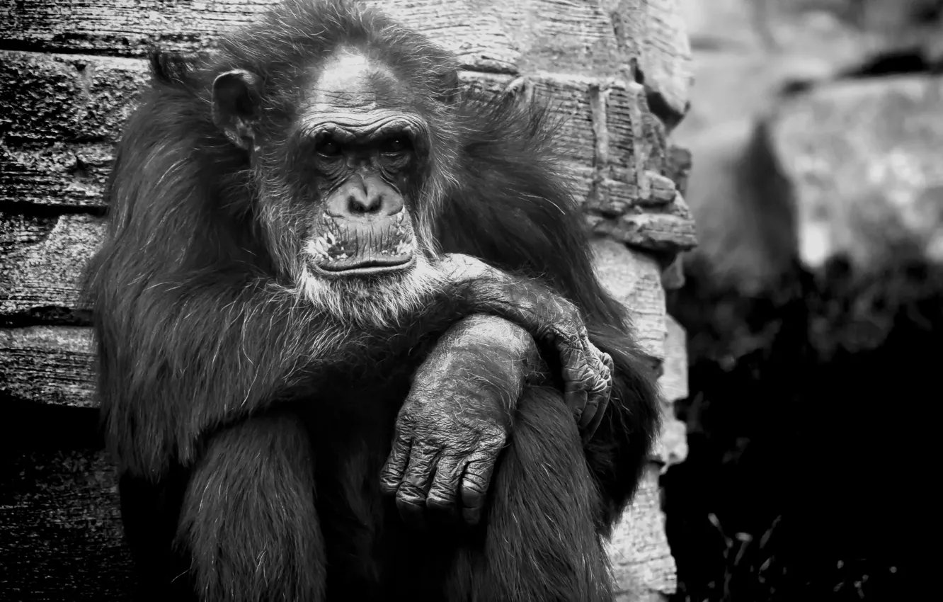 Photo wallpaper monkey, animal, wildlife, grumpy