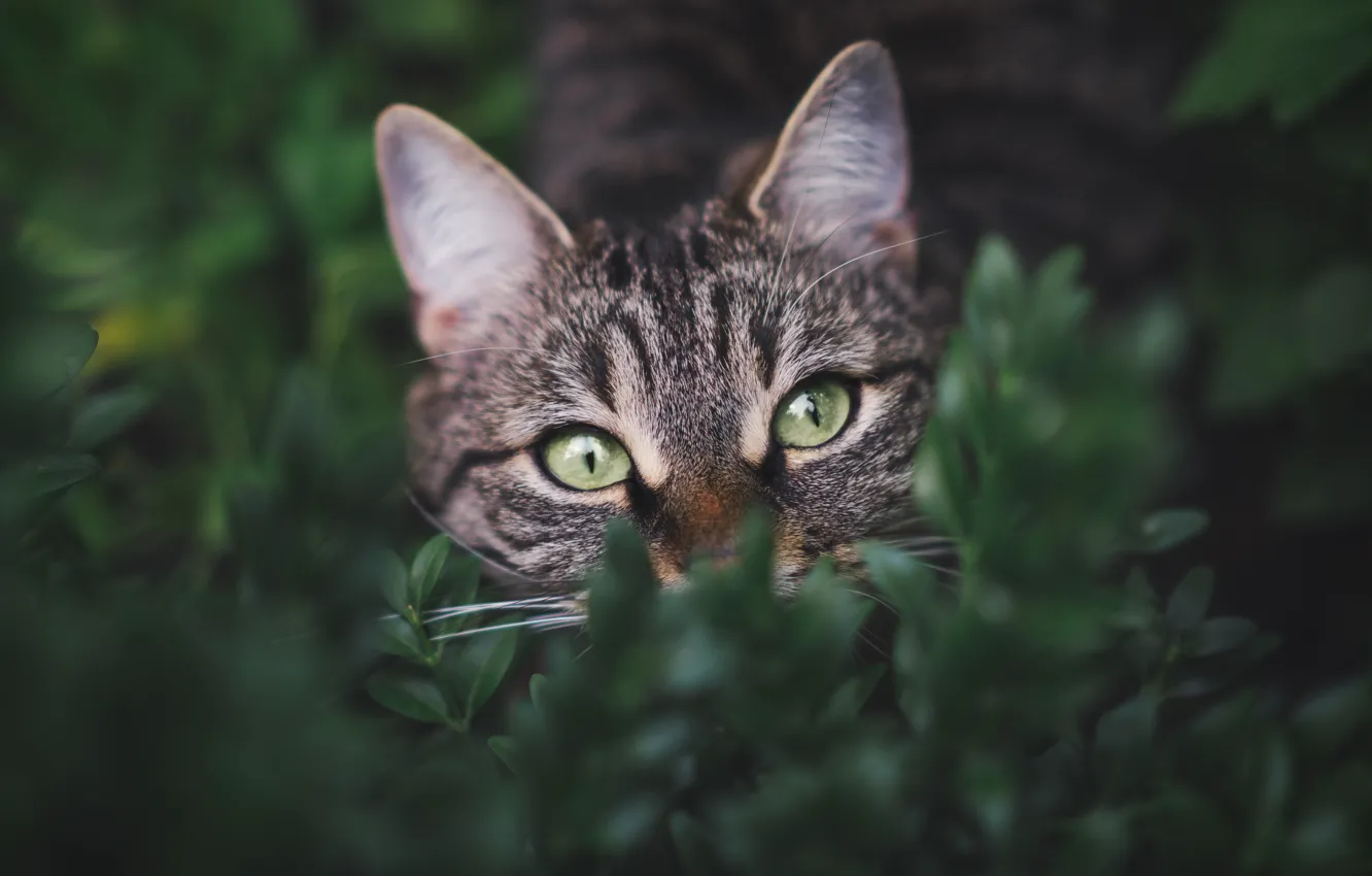 Photo wallpaper cat, cat, look, face, leaves, portrait, the bushes, bokeh
