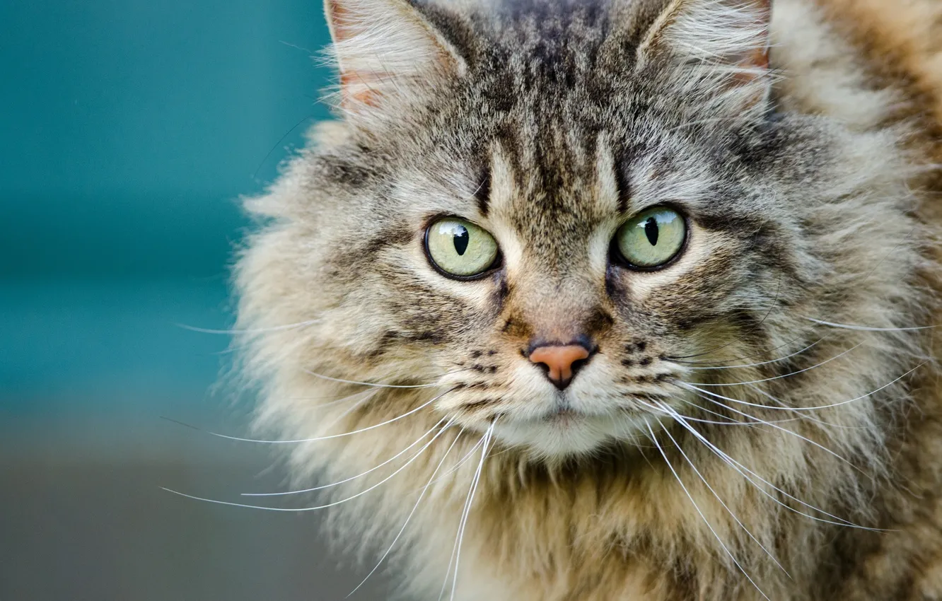 Photo wallpaper cat, look, portrait, muzzle