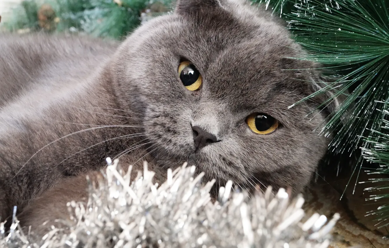 Photo wallpaper cat, cat, grey, fold, Scottish fold