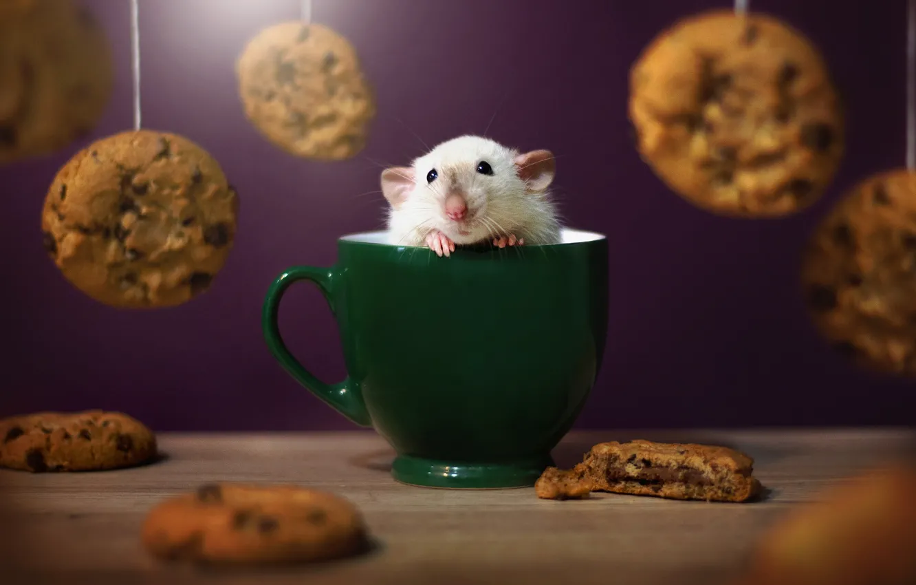 Wallpaper cookies, mug, rat images for desktop, section животные - download