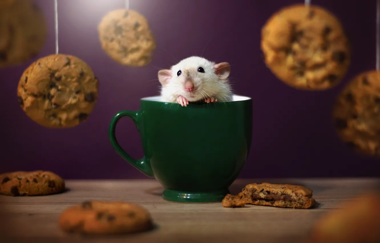Photo wallpaper cookies, mug, rat