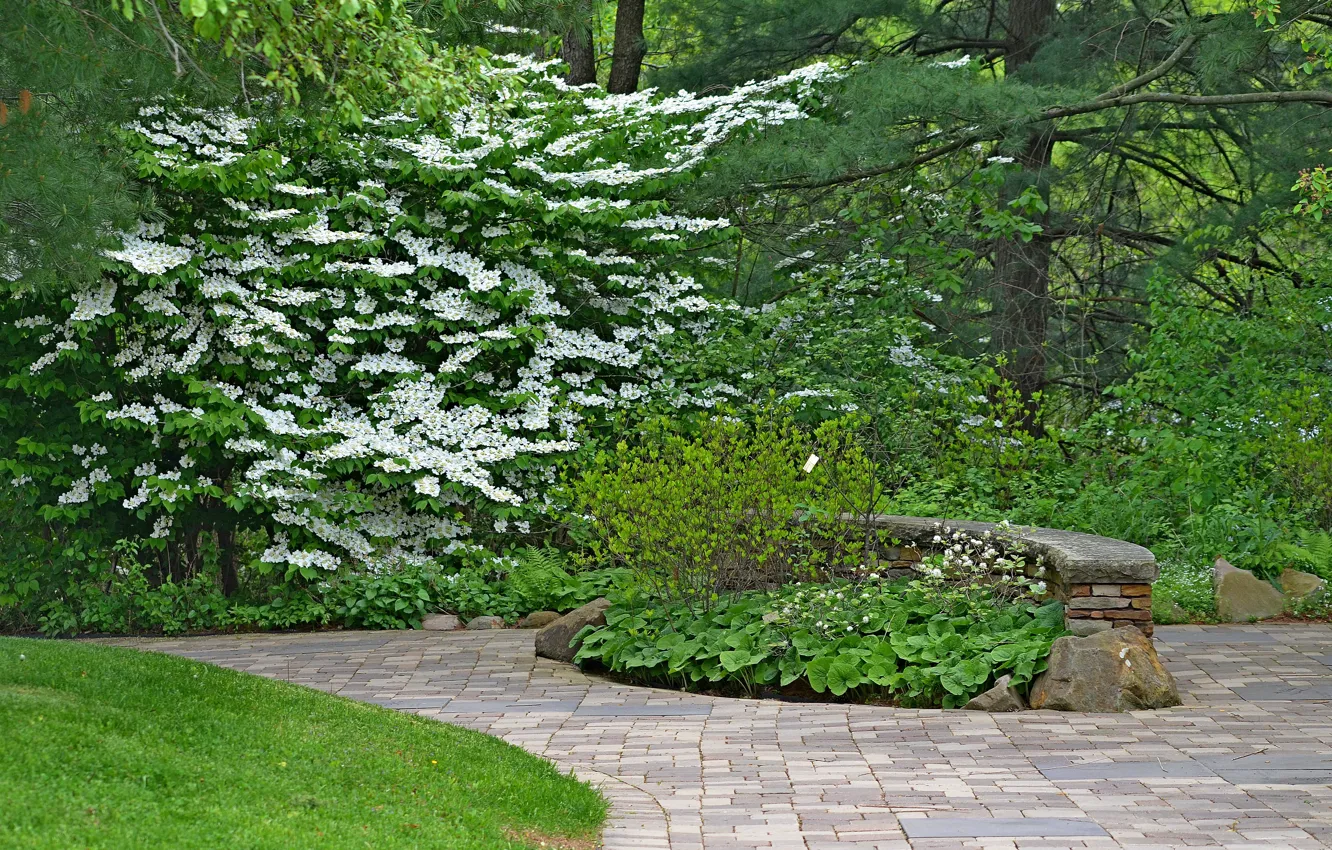 Photo wallpaper Spring, May, Park, Nature, Park, Spring, Flowering, May