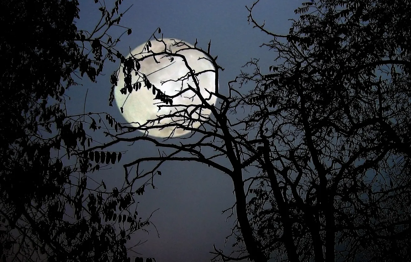 Photo wallpaper trees, night, branches, nature, the moon, the full moon