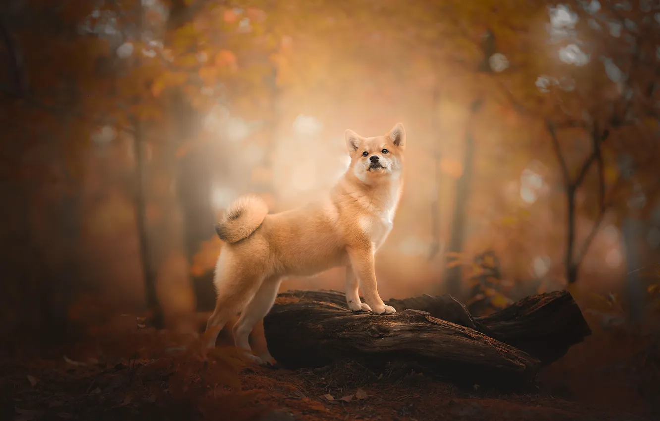 Photo wallpaper autumn, forest, dog, snag, bokeh, Shiba inu, Shiba inu