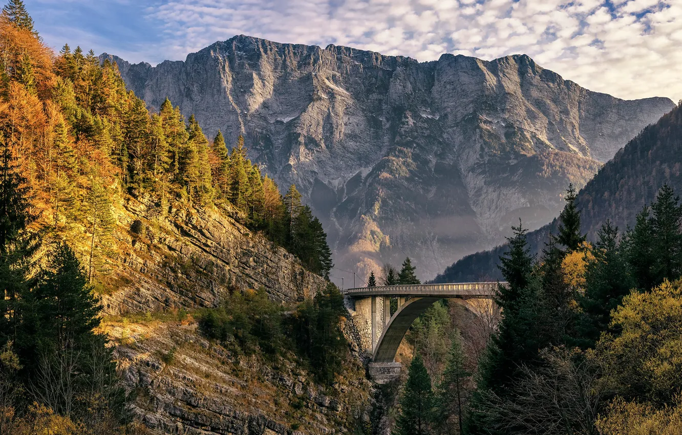 Photo wallpaper forest, the sky, the sun, clouds, trees, mountains, bridge, rocks
