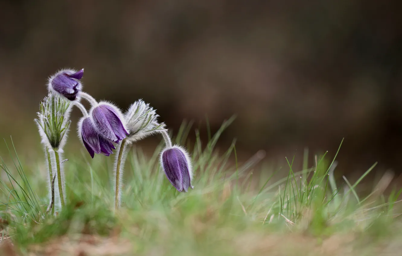 Photo wallpaper flowers, nature, spring