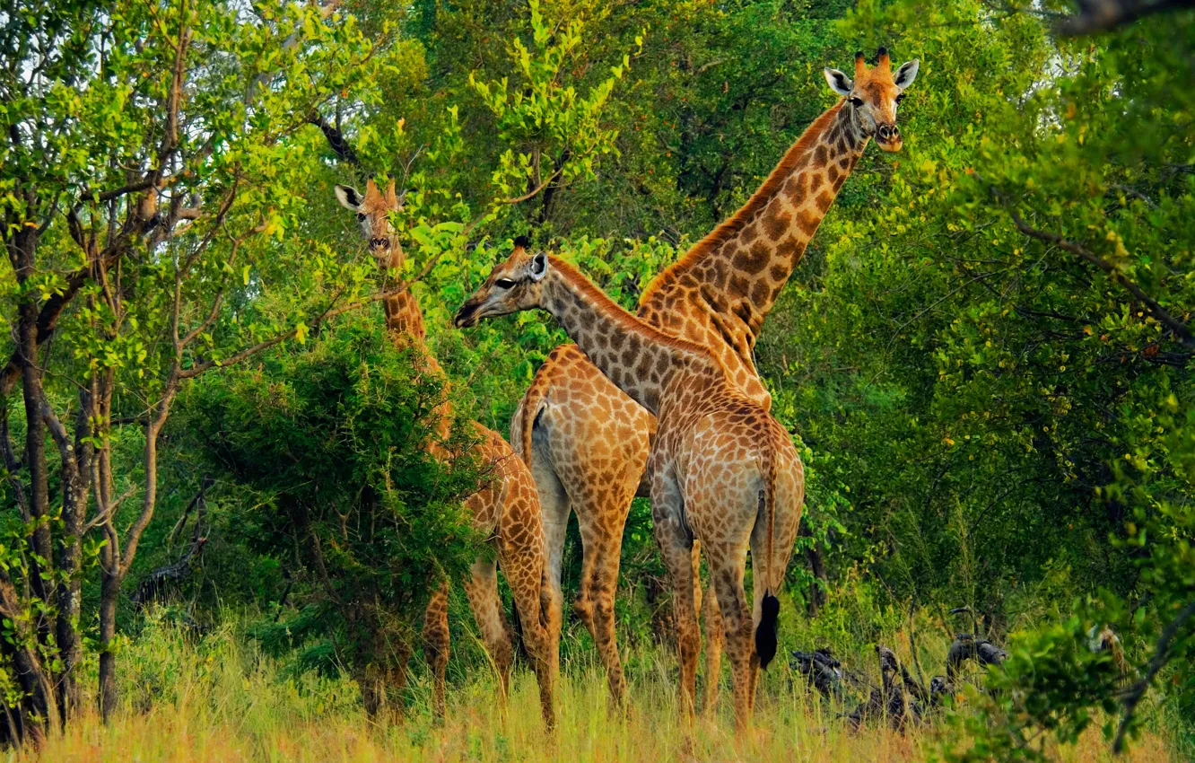 Photo wallpaper greens, look, trees, branches, nature, thickets, foliage, giraffe