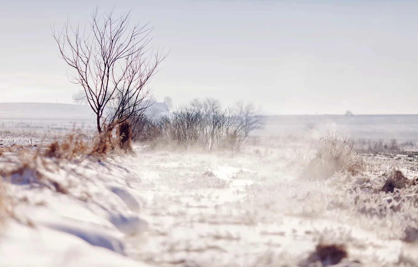 Photo wallpaper winter, field, snow, trees, branches, nature, tree