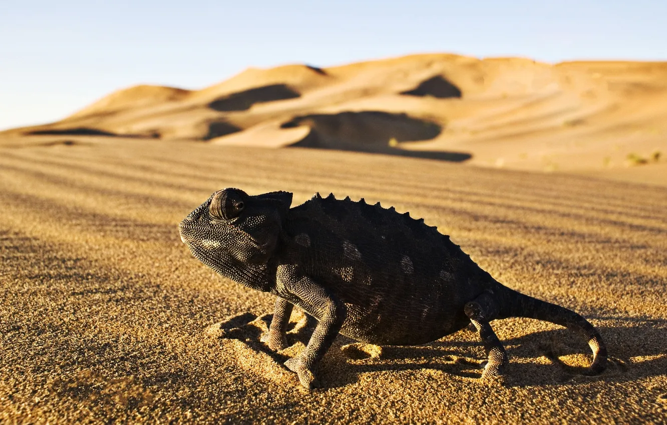 Photo wallpaper desert, Iguana, reptile