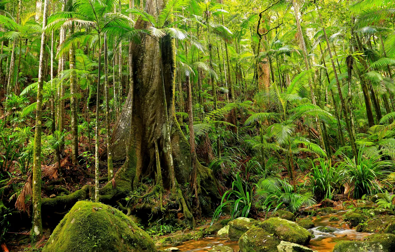 Photo wallpaper forest, leaves, trees, thickets, the bushes