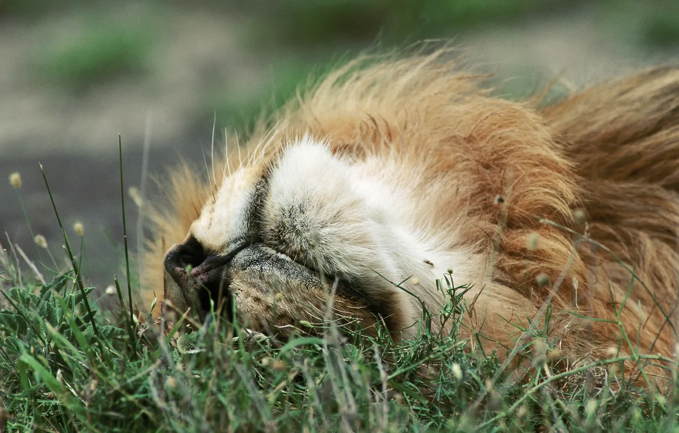 Photo wallpaper grass, stay, relax, Leo, relax, grass, lion, rest