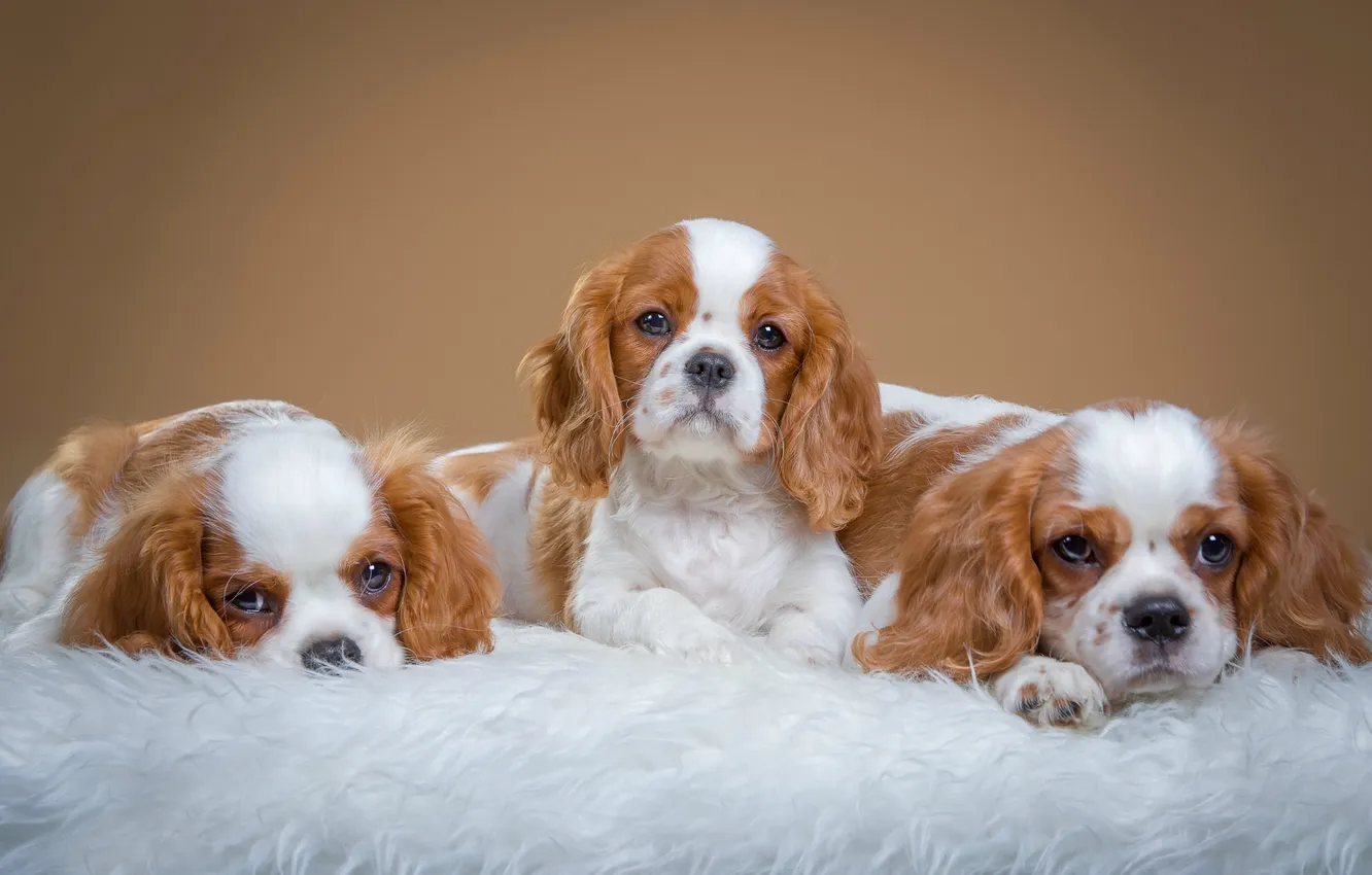 Photo wallpaper sweetheart, puppy, trio, Spaniel, spotted