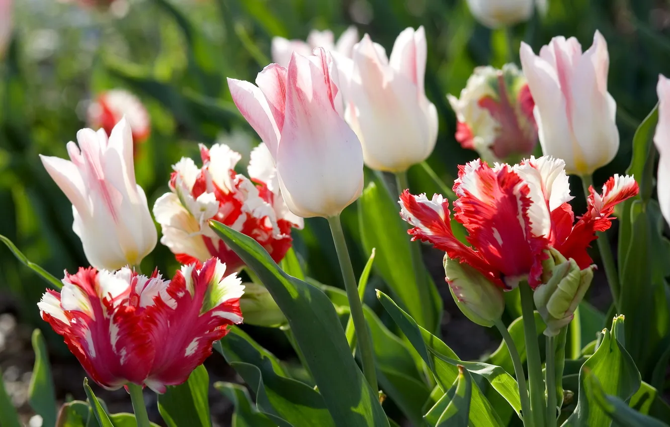 Photo wallpaper flowers, red, tulips, white, buds