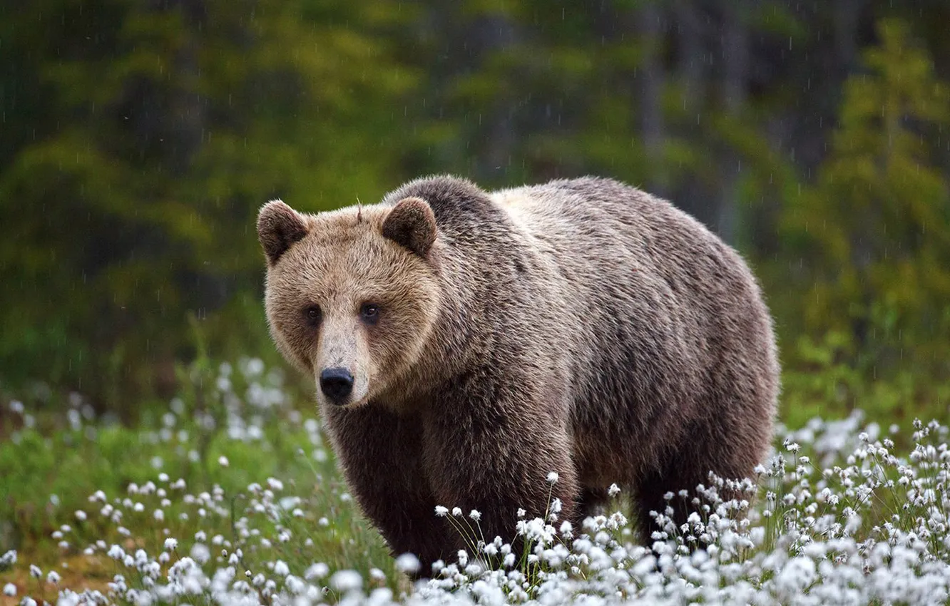 Photo wallpaper Brown Bear, animal, Cub, North America, Grizzly, Eurasia