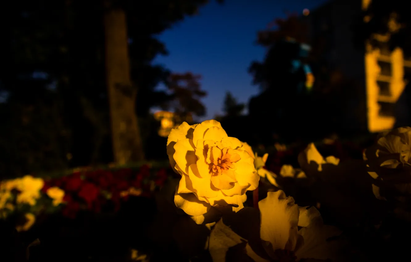 Photo wallpaper flower, yellow, park, autumn, evening, Killesberg