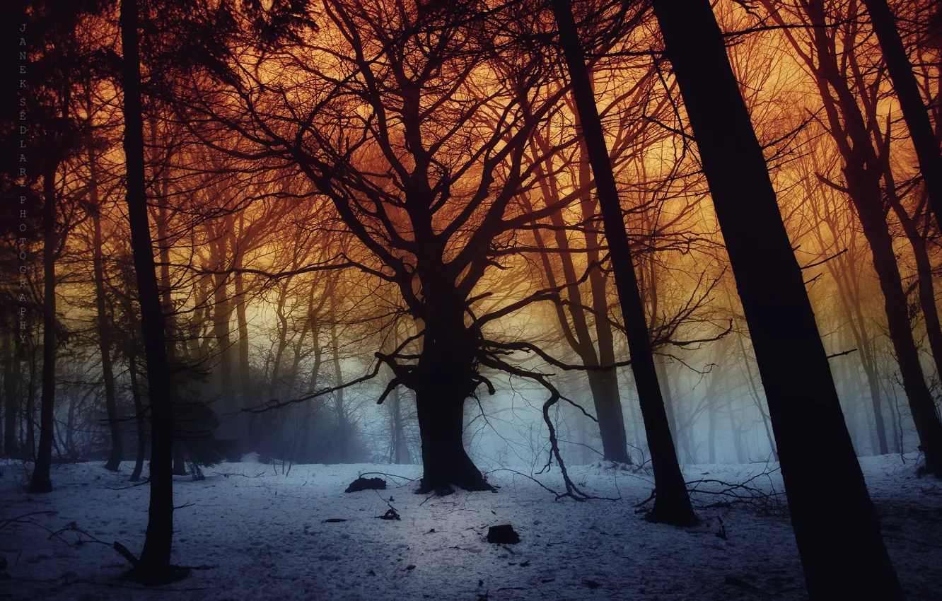 Photo wallpaper dark, forest, trees, snow, fog