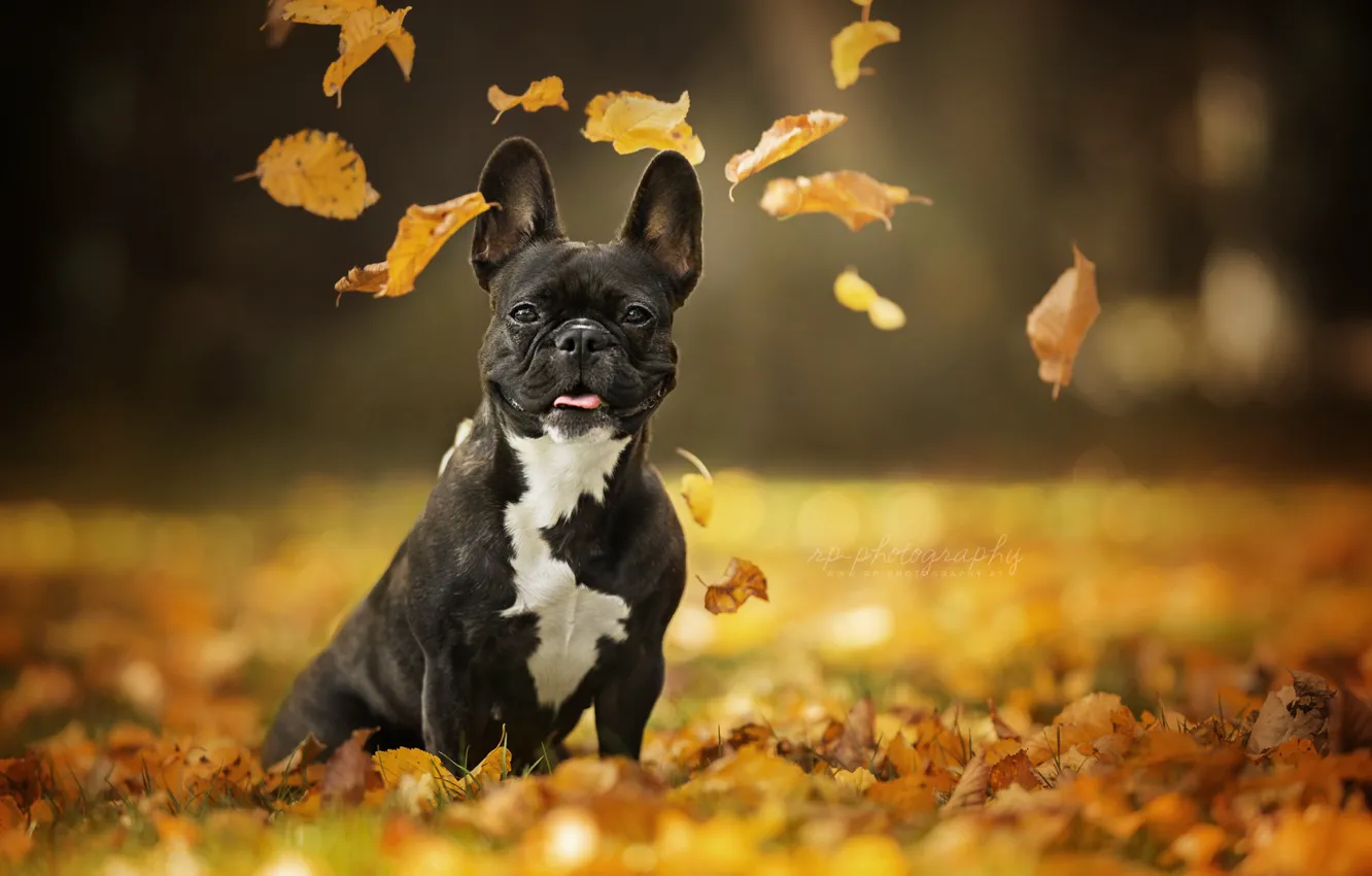 Photo wallpaper autumn, look, leaves, portrait, dog, bokeh, French bulldog