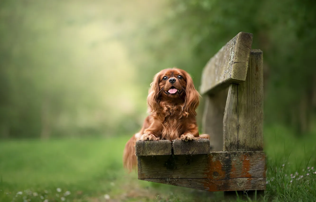 Photo wallpaper look, nature, dog, puppy, red, face, Cavalier-king-Charles-Spaniel