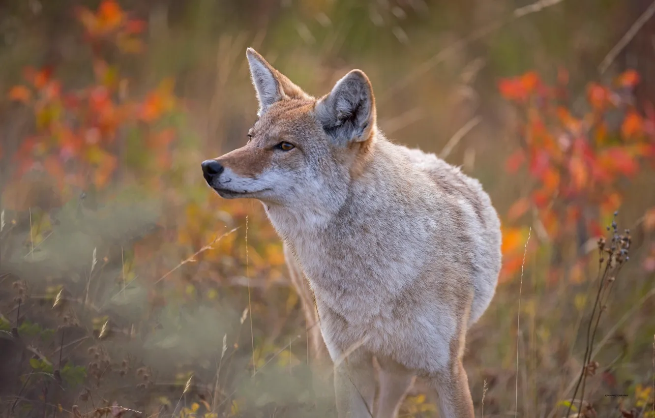 Photo wallpaper grass, bokeh, coyote, meadow wolf