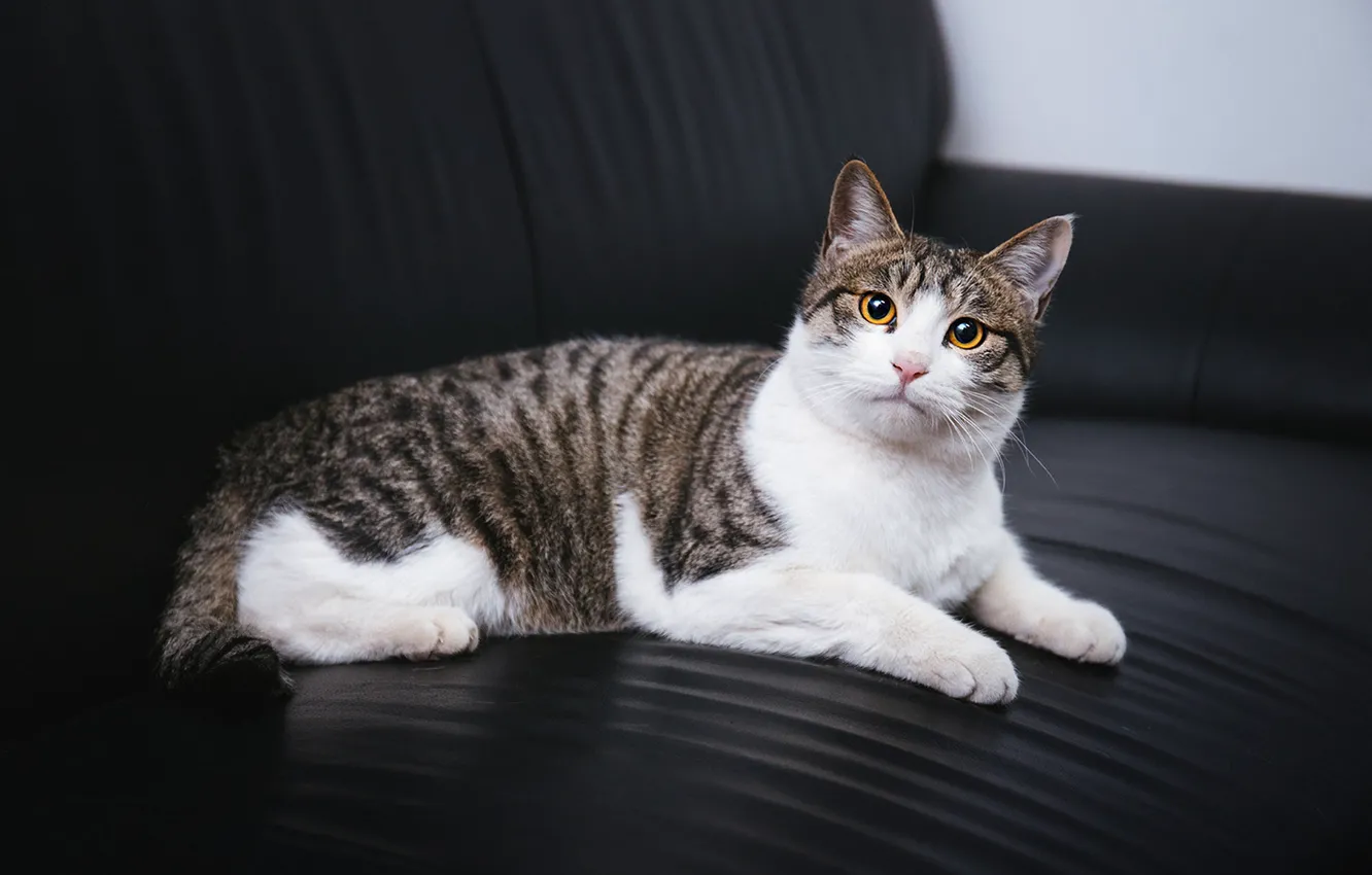 Photo wallpaper cat, cat, look, pose, face