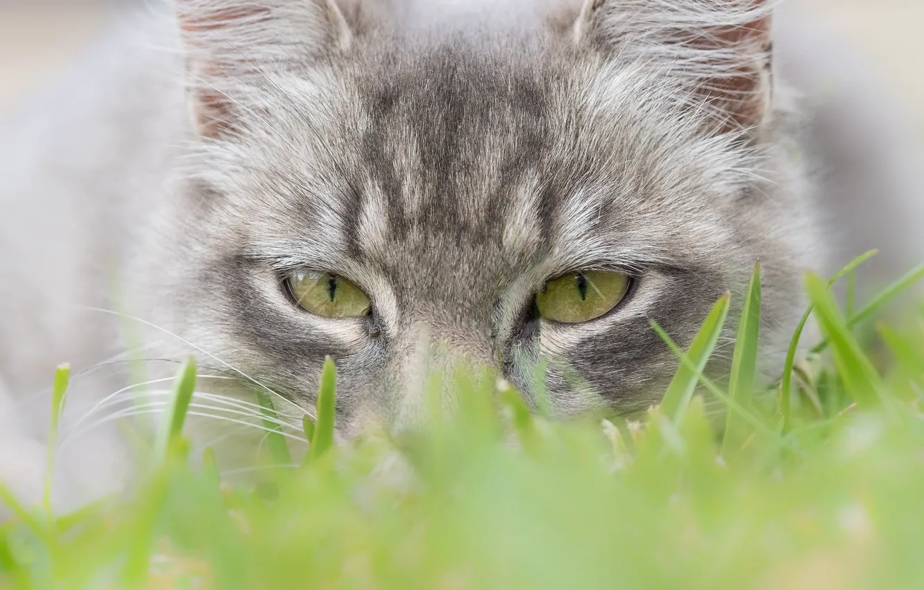 Photo wallpaper cat, grass, eyes, look, muzzle, cat