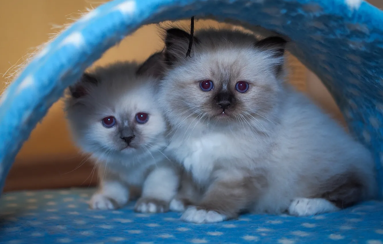 Photo wallpaper cat, look, pose, together, arch, kitty, blue eyes, face