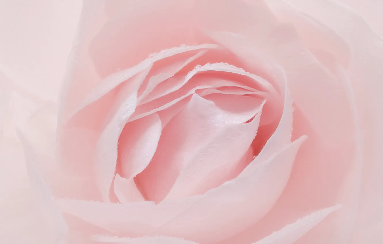 Photo wallpaper pink, rose, petals
