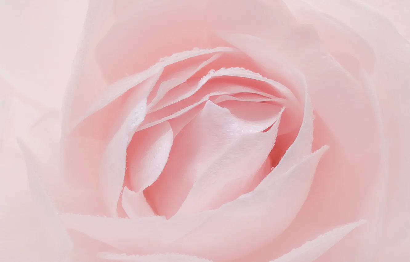 Photo wallpaper roses, petals, pink