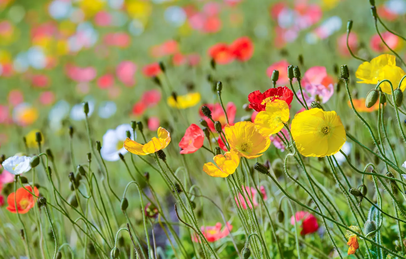 Photo wallpaper field, grass, nature, Maki, petals, meadow