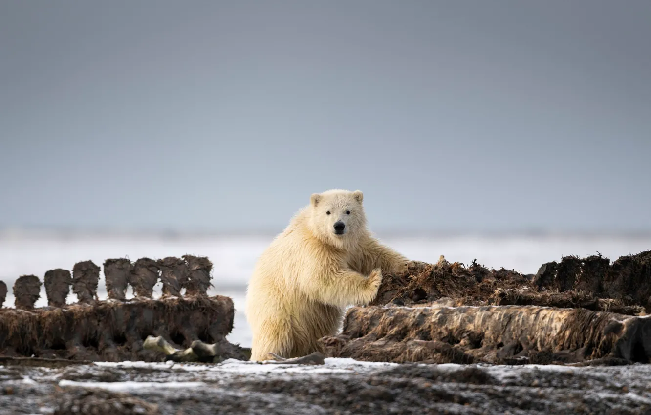 Photo wallpaper white, nature, background, shore, bear, bear, bear, polar bear