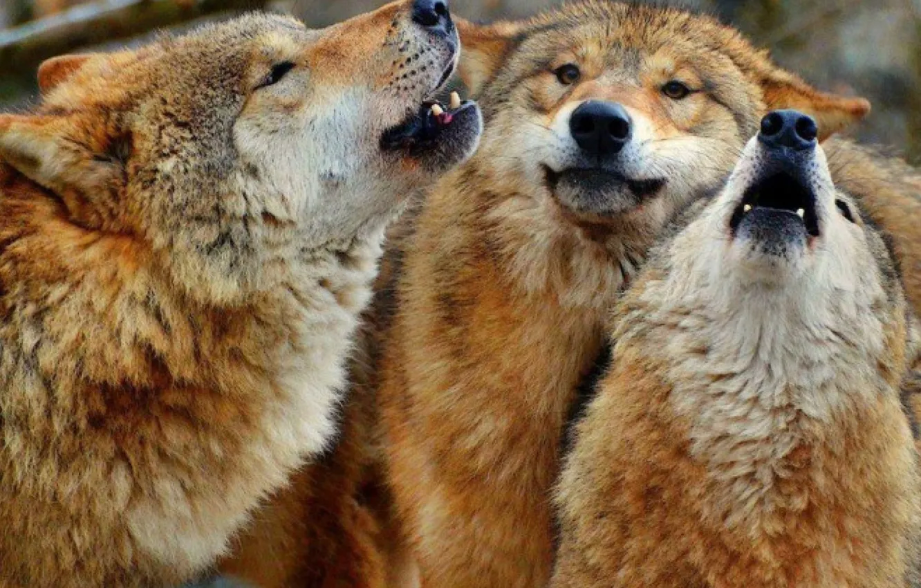 Photo wallpaper Predator, nature, animal, wolf, wildlife, portrait, portrait., Canis lupus. face