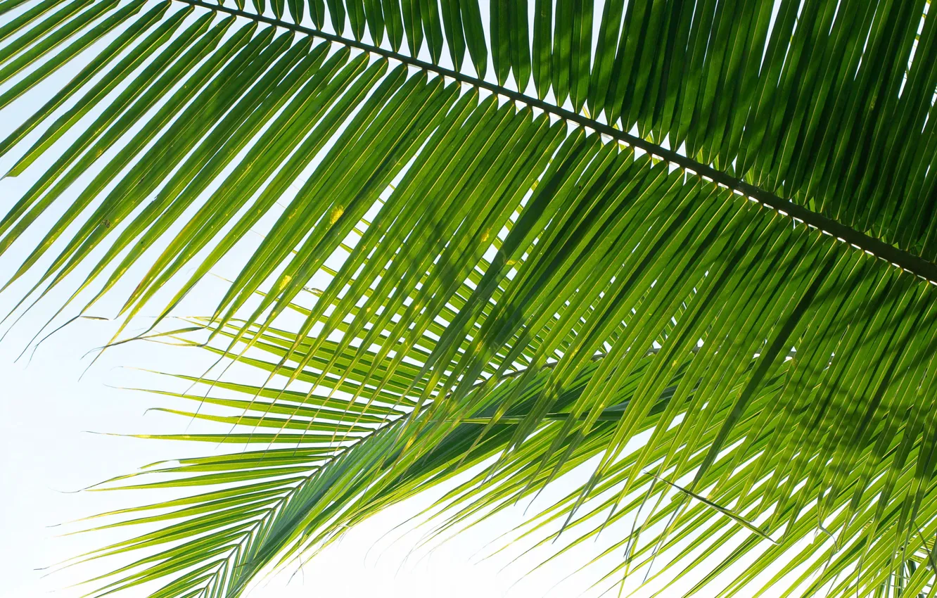 Photo wallpaper leaves, nature, Palma, nature, leaves, palm