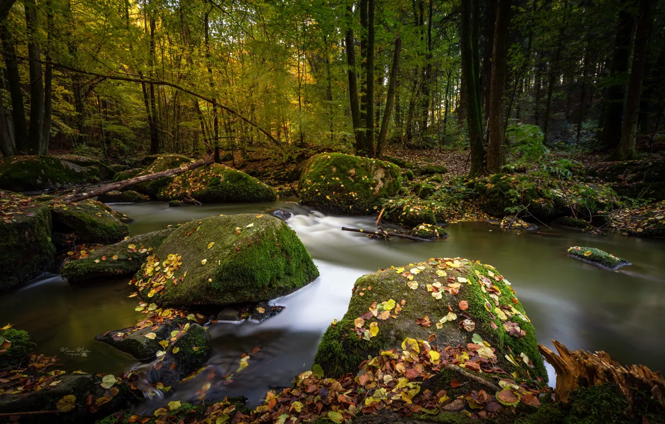 Photo wallpaper autumn, forest, leaves, trees, landscape, nature, river, stones