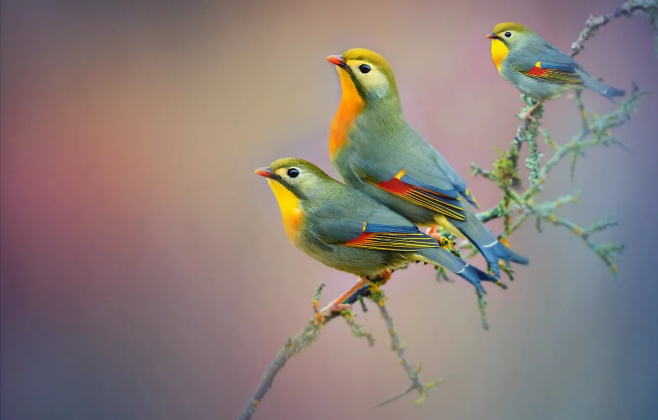 Photo wallpaper branches, bird, beak