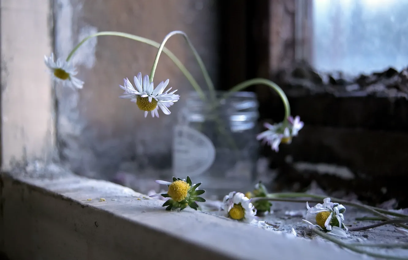 Photo wallpaper chamomile, window, Bank