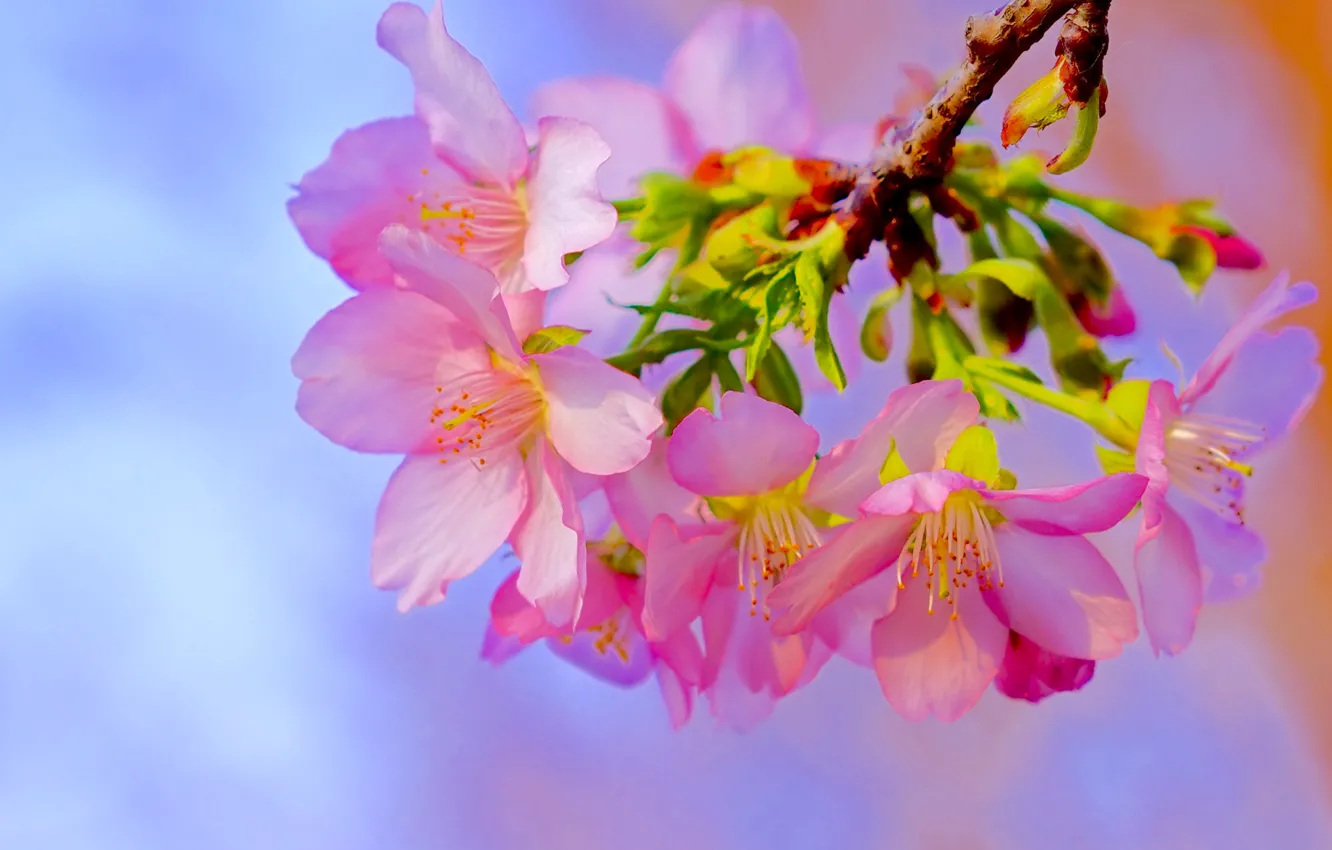 Photo wallpaper macro, flowers, branches, cherry, spring, Sakura, flowering