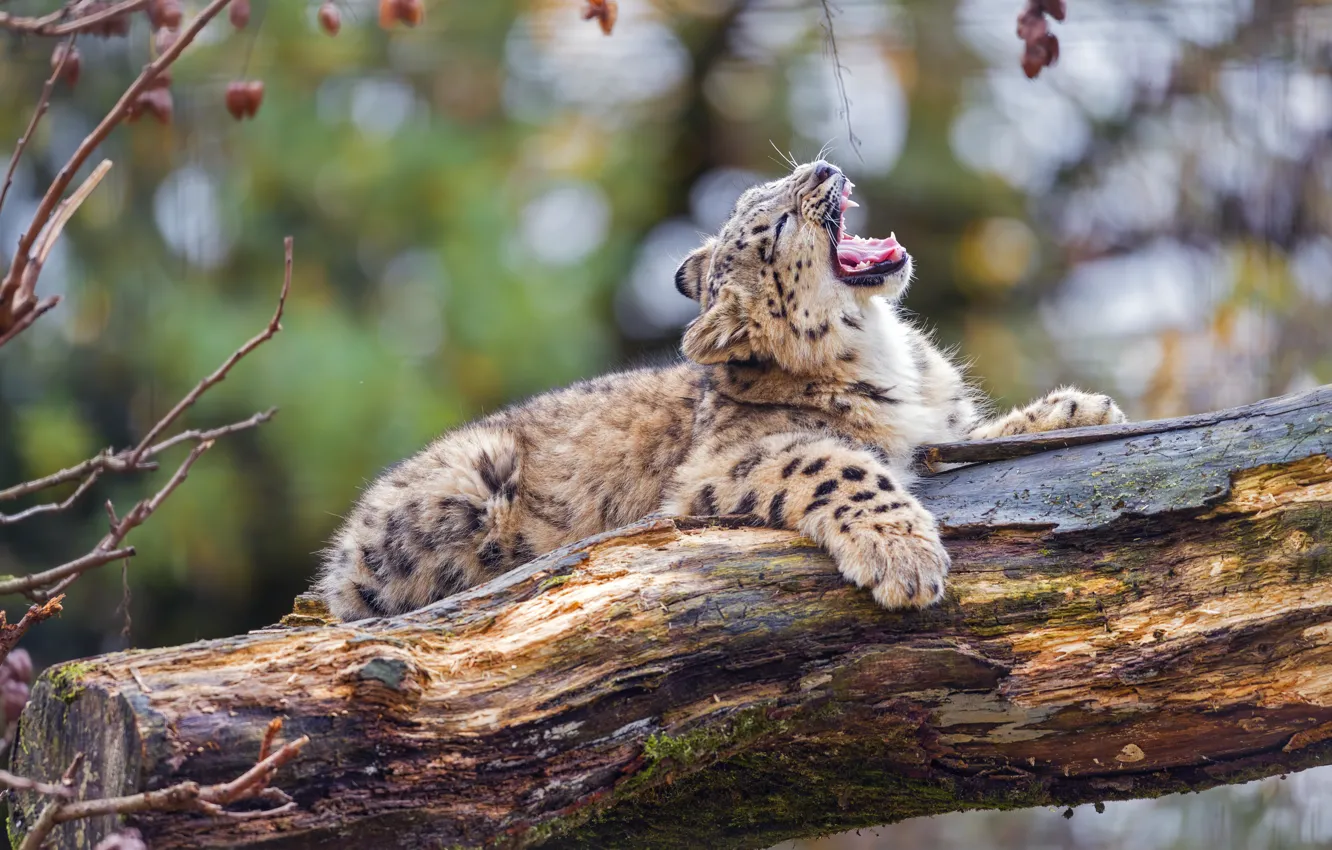 Photo wallpaper nature, pose, lies, snow leopard, cub
