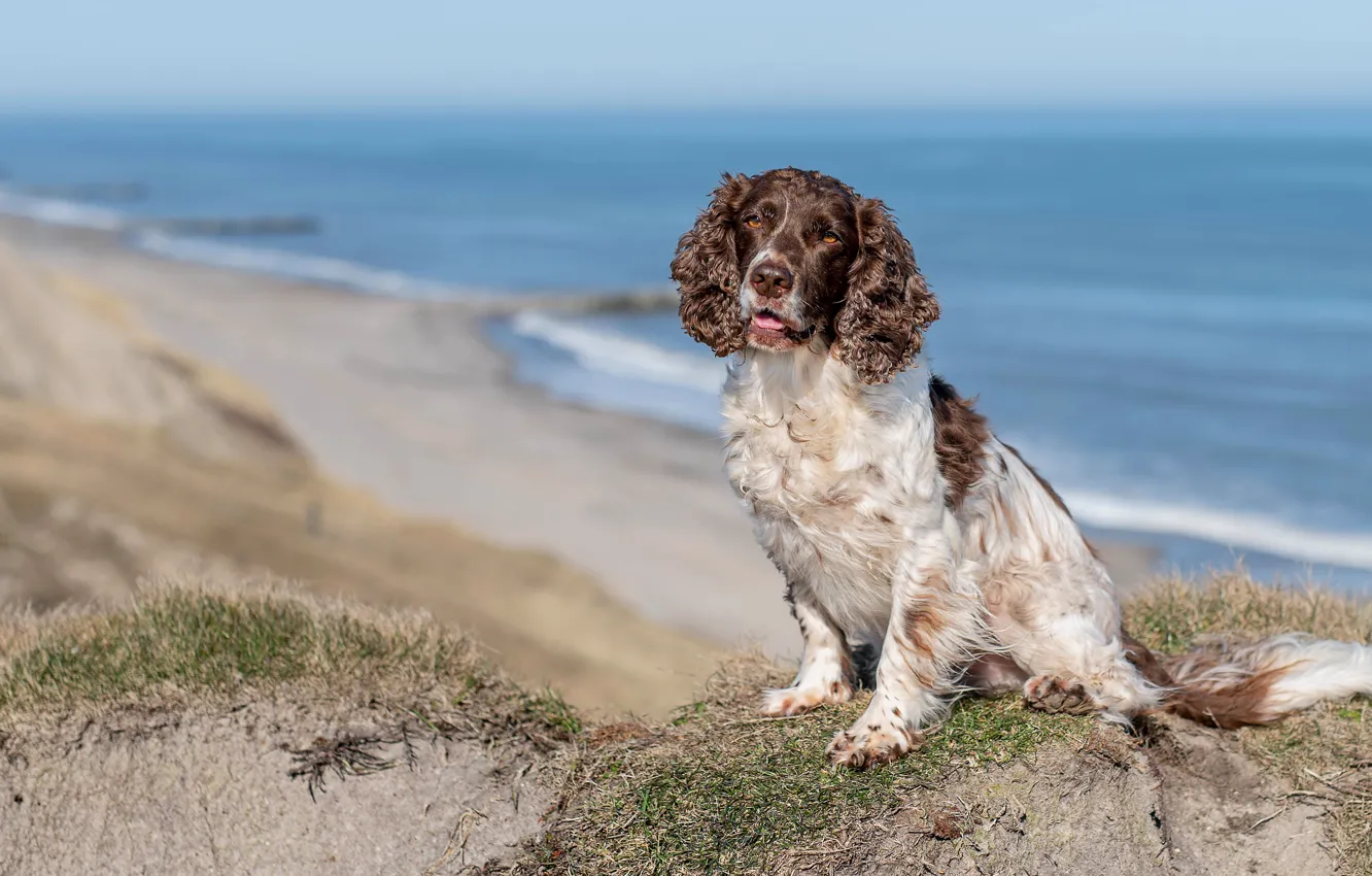 Photo wallpaper sand, sea, beach, look, pose, hills, shore, dog