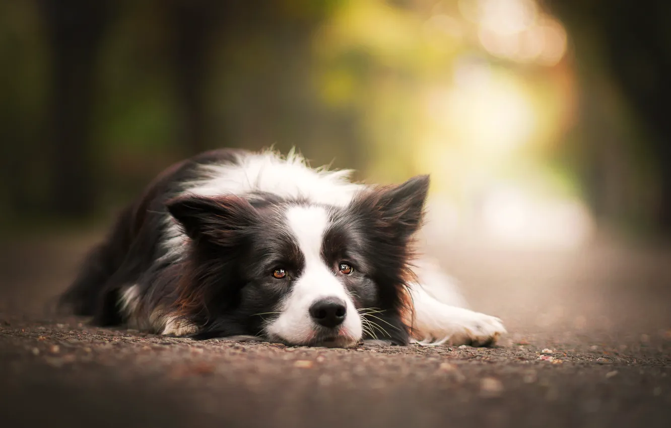 Photo wallpaper look, dog, bokeh