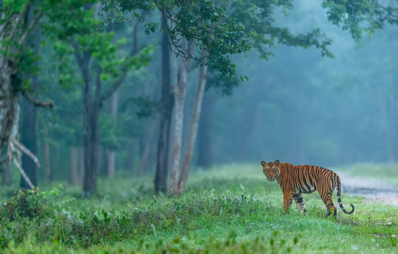 Photo wallpaper forest, look, trees, tiger