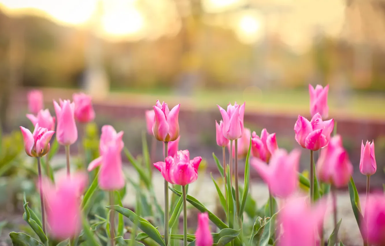 Photo wallpaper spring, Tulips, pink, flowerbed, bokeh