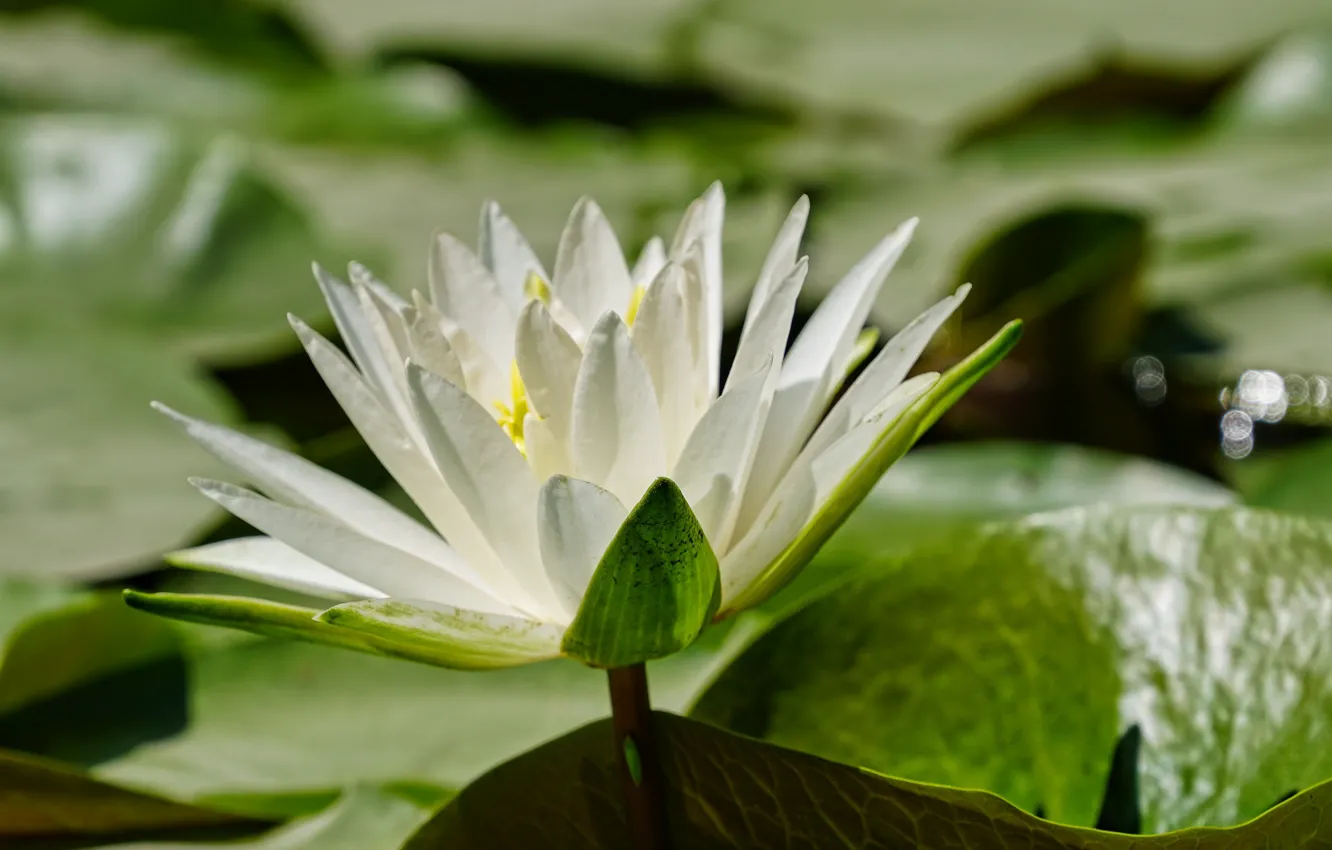 Photo wallpaper summer, leaves, nature, Flower, pond, Water Lily