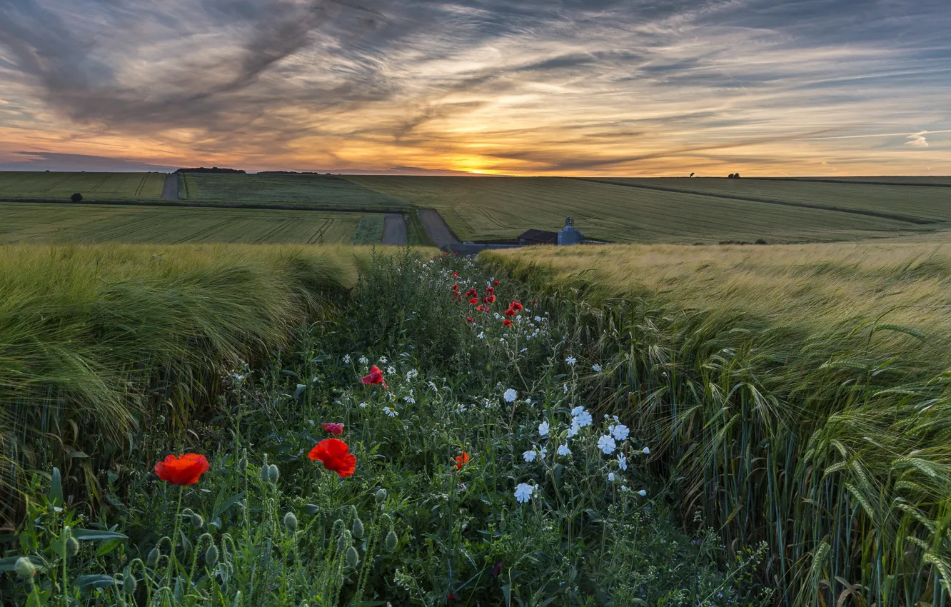 Photo wallpaper field, summer, sunset