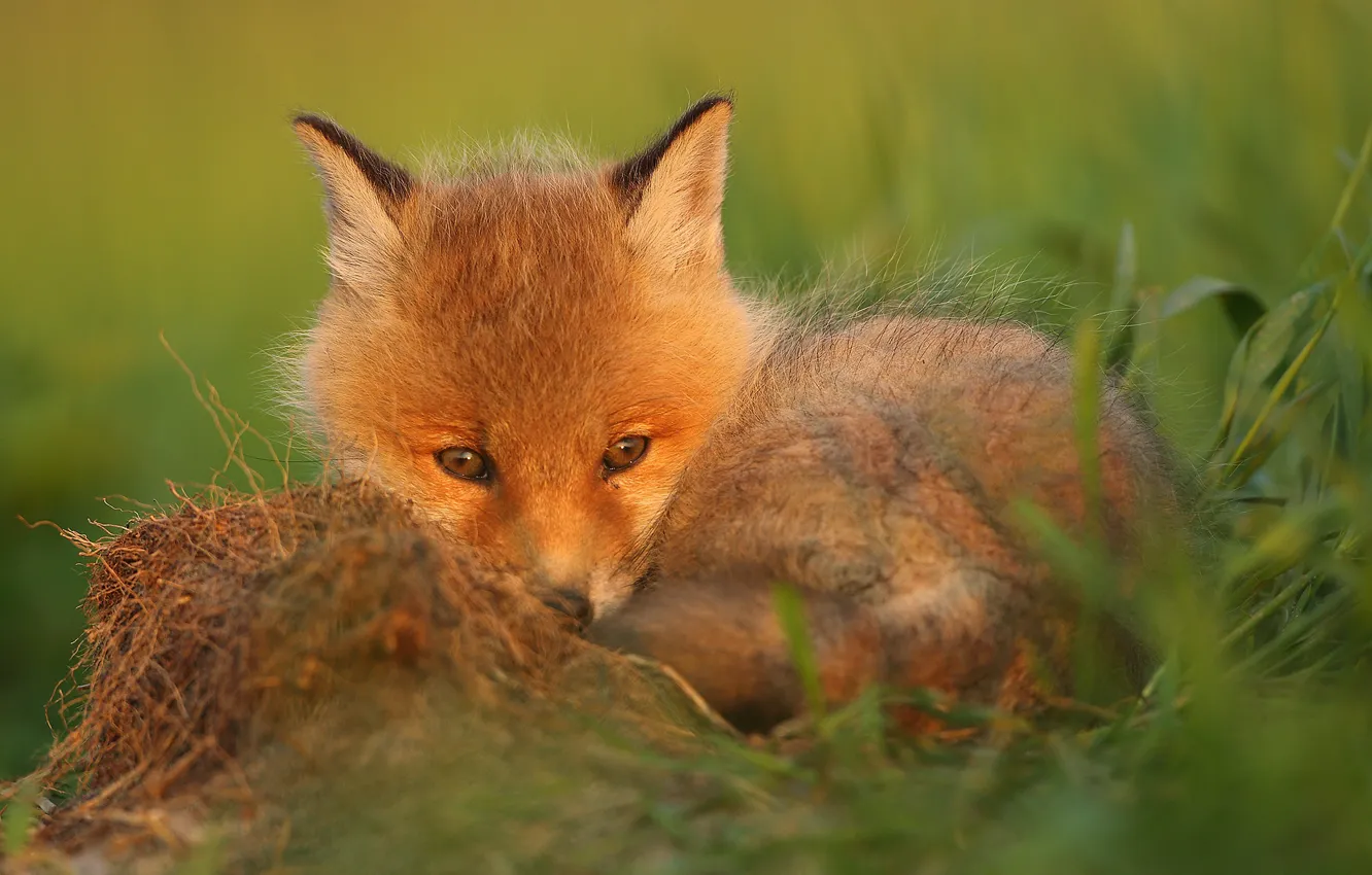 Photo wallpaper grass, nature, animal, cub, Fox