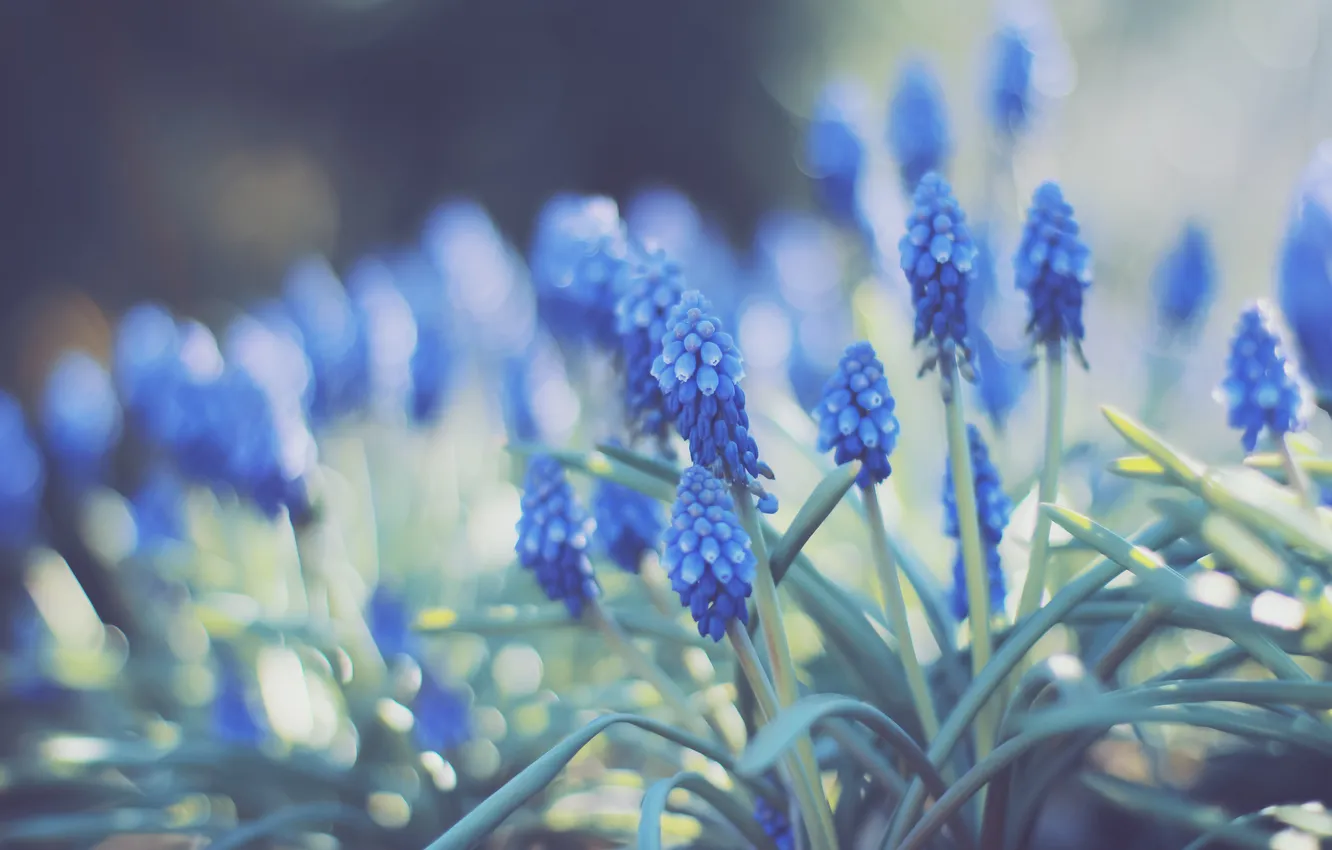 Photo wallpaper flowers, petals, blue