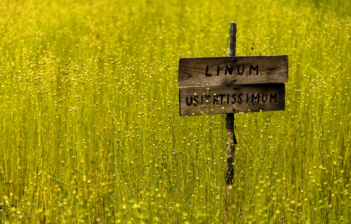 Photo wallpaper nature, color, Lost in Linum